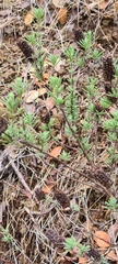 Lavandulinae