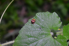Diekeana admirabilis
