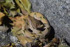 Deinagkistrodon acutus