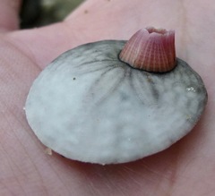 Paraconcavus pacificus