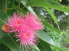 Corymbia ptychocarpa