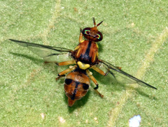 Bactrocera cacuminata