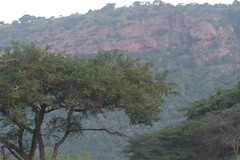 Vachellia sieberiana
