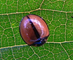 Cheilomenes propinqua