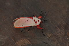 Trosia nigropunctigera