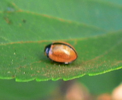 Cheilomenes propinqua