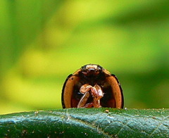 Cheilomenes propinqua