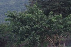 Searsia chirindensis