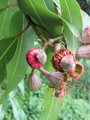 Corymbia ptychocarpa