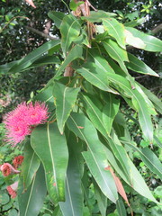 Corymbia ptychocarpa