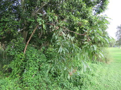 Corymbia ptychocarpa