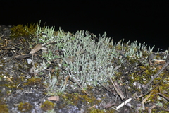 Rhizocarpales