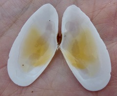 Megangulus bodegensis