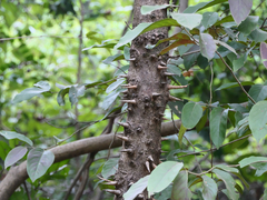 Bridelia retusa
