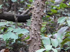 Bridelia retusa