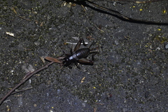 Duolandrevus coulonianus