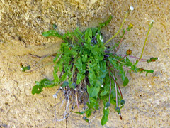 Taraxacum lambinonii