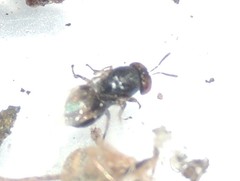 Ormocerinae