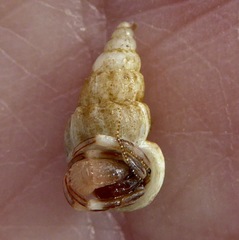 Opalia funiculata