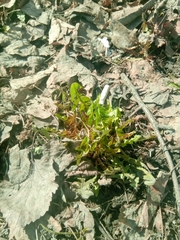 Taraxacum officinale