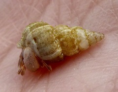 Opalia funiculata