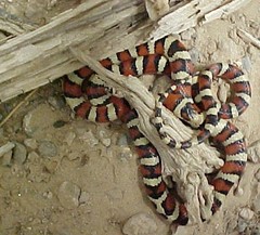 Lampropeltis knoblochi