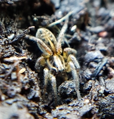 Artoriopsis expolita