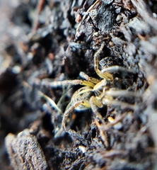 Artoriopsis expolita