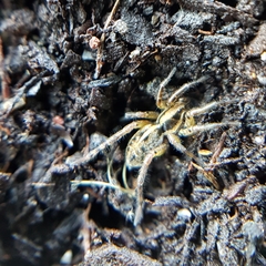 Artoriopsis expolita