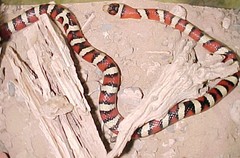 Lampropeltis knoblochi