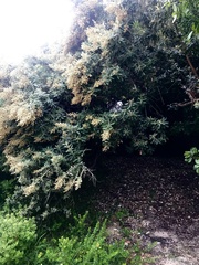 Brachylaena discolor