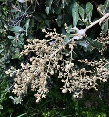 Brachylaena discolor