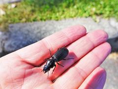 Mecodema spiniferum