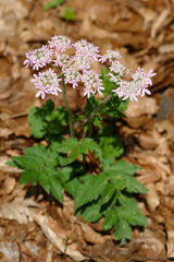 Heracleum austriacum siifolium