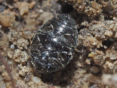 Lamprobyrrhulus nitidus