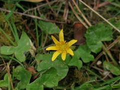 Ficaria verna