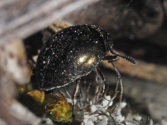 Lamprobyrrhulus nitidus