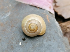 Cepaea nemoralis