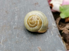 Cepaea nemoralis