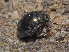 Lamprobyrrhulus nitidus