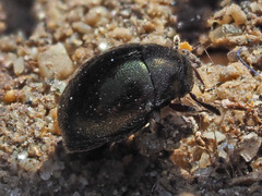 Lamprobyrrhulus nitidus