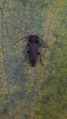 Cephalallus unicolor