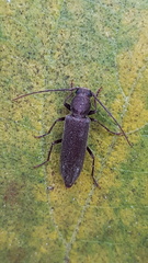 Cephalallus unicolor