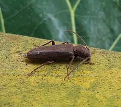 Cephalallus unicolor