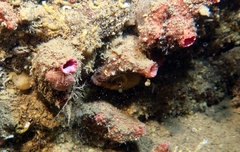 Pyura dura