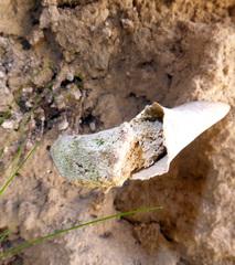 Dinornithiformes