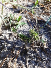 Phlox nivalis texensis