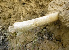Dinornithiformes