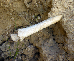 Dinornithiformes