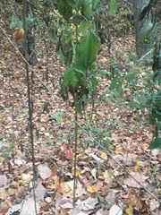 Ambrosia trifida trifida